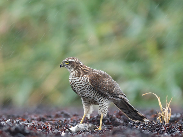Varpushaukka, Eurasian Sparrowhawk, Accipiter nisus